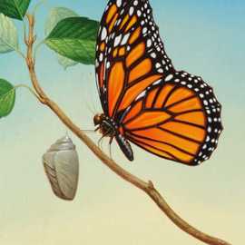   Monarch by Bryan Leister